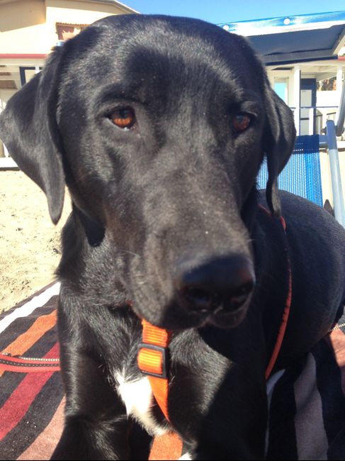 Too cute: i vostri amici animali - 1