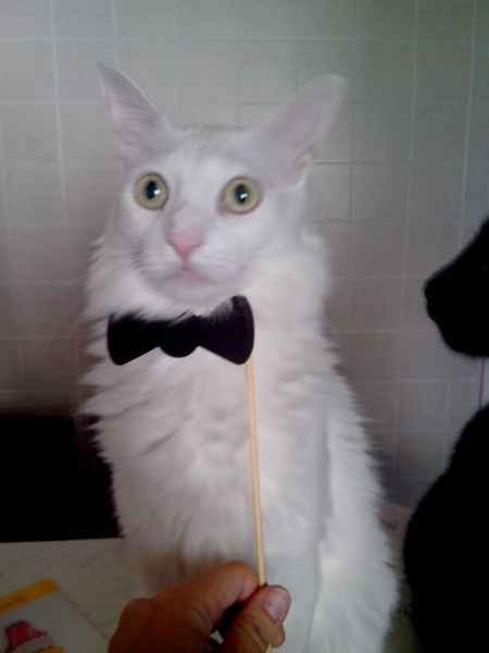 Arrivato materiale photobooth! - 1