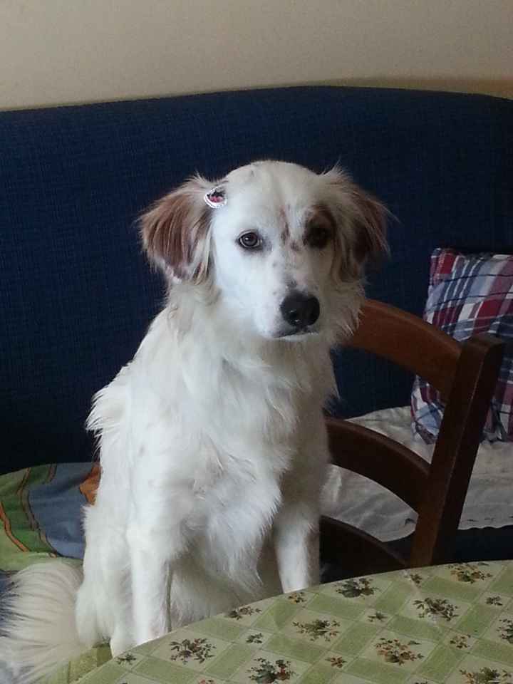 Cuccioli al matrimonio: vestiti a tema sì o no?  - 1