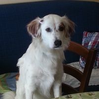 Cuccioli al matrimonio: vestiti a tema sì o no?  - 1