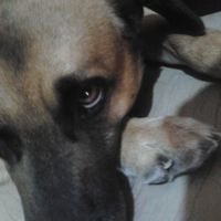 Le foto dei vostri animali - 2