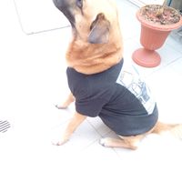 Le foto dei vostri animali - 2