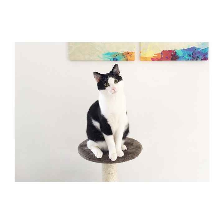 Too cute: i vostri amici animali - 1