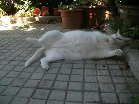I nostri animali ♥️ - 2