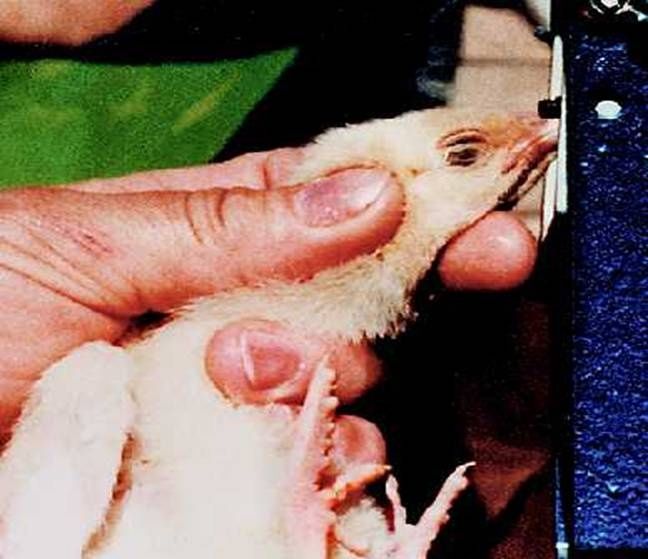 Allevamento o crudeltà contro gli animali?