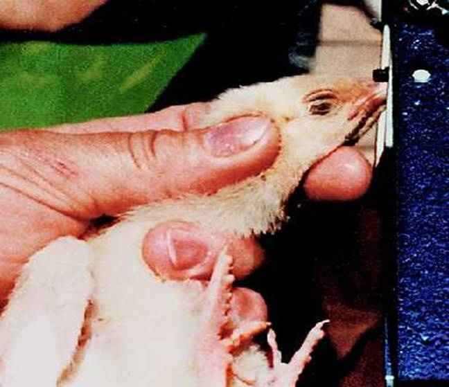 Allevamento o crudeltà contro gli animali?