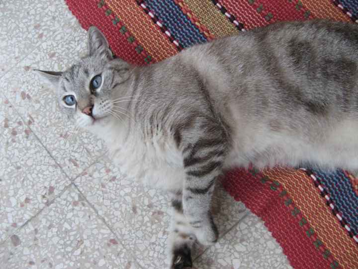 gatto Klaus