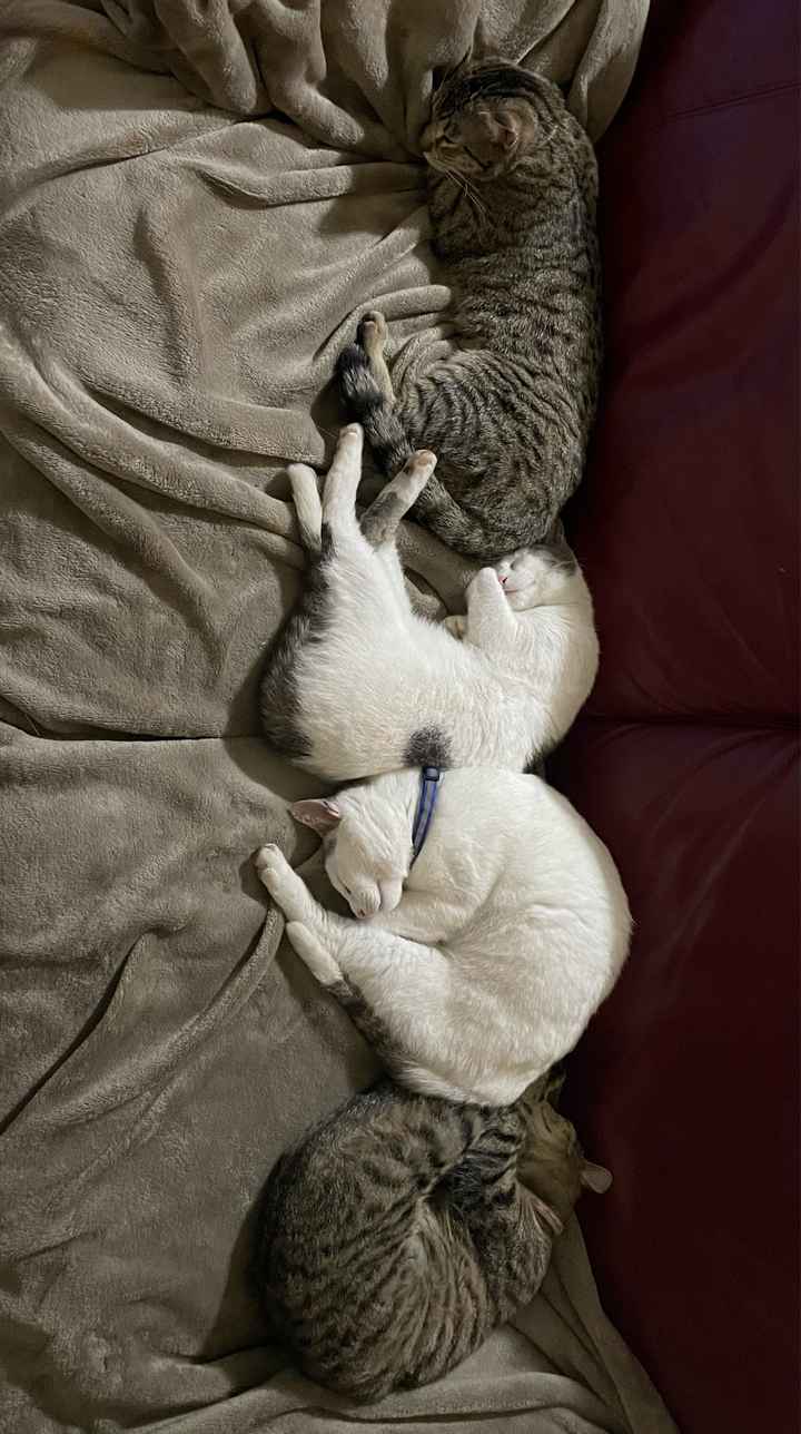 Avete un animale domestico? - 1