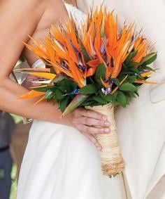 Fiori tropicali: strelitzia !qlcn  conosce???? - 5