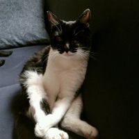 Too cute: i vostri amici animali - 1