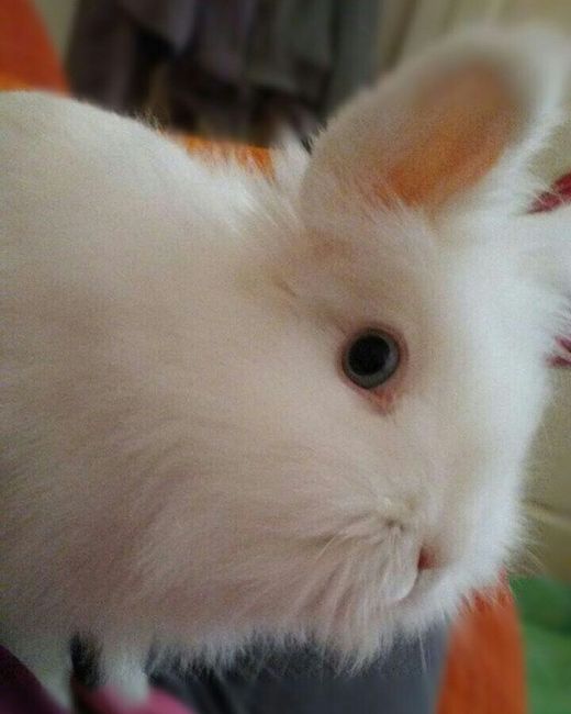 Convivenze pelose!🐶🐱🐹🐰 - 1