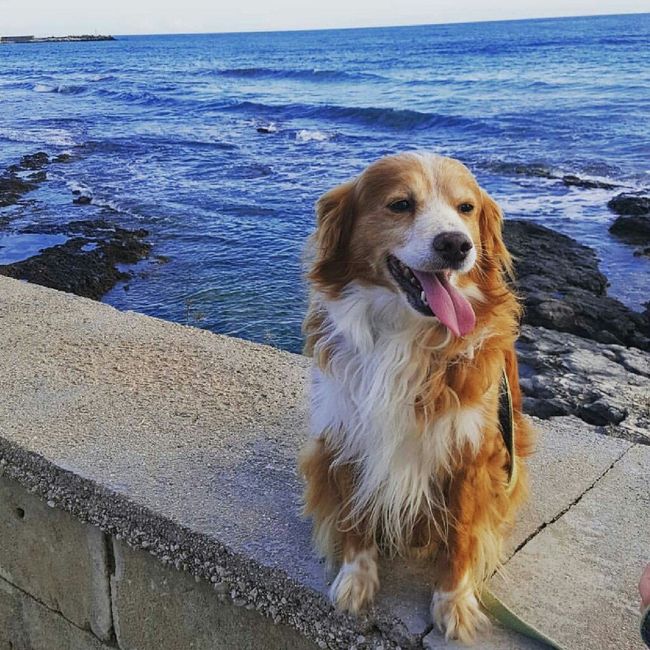 Convivenze pelose!🐶🐱🐹🐰 - 2