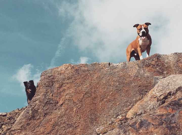 Prenderete un animale domestico? Quale? - 1