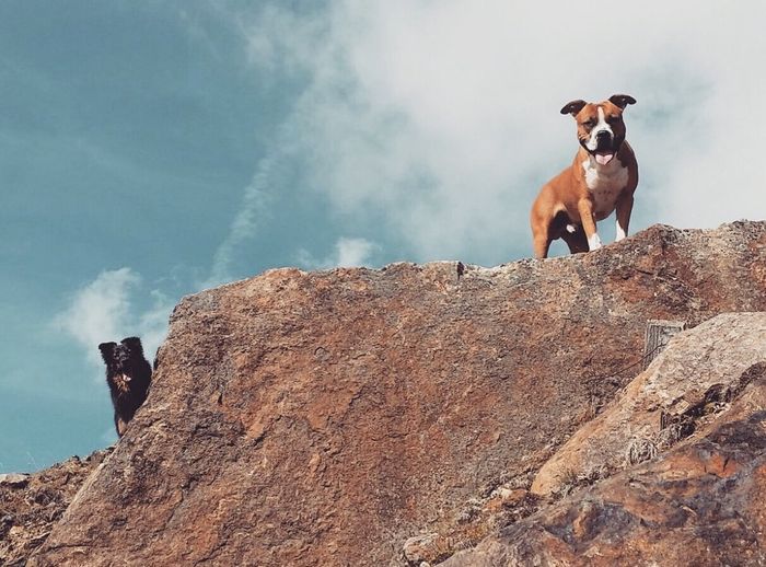 Prenderete un animale domestico? Quale? - 1