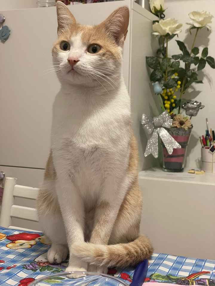 Ci presentate i vostri animali? 🐕 - 1