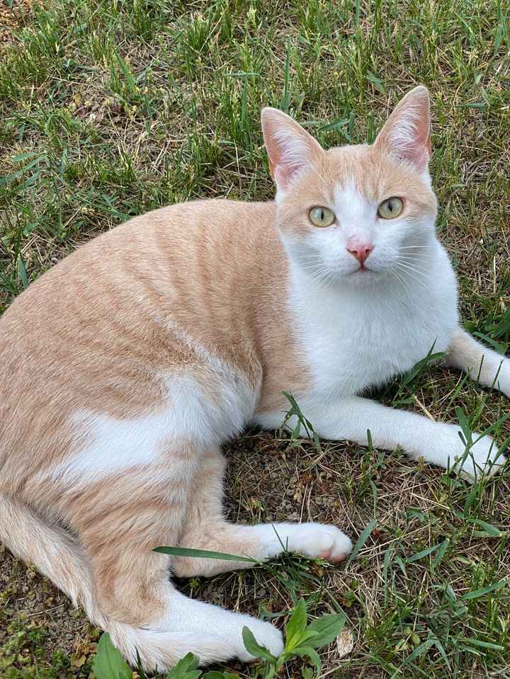 Ci presentate i vostri animali? 🐕 - 2