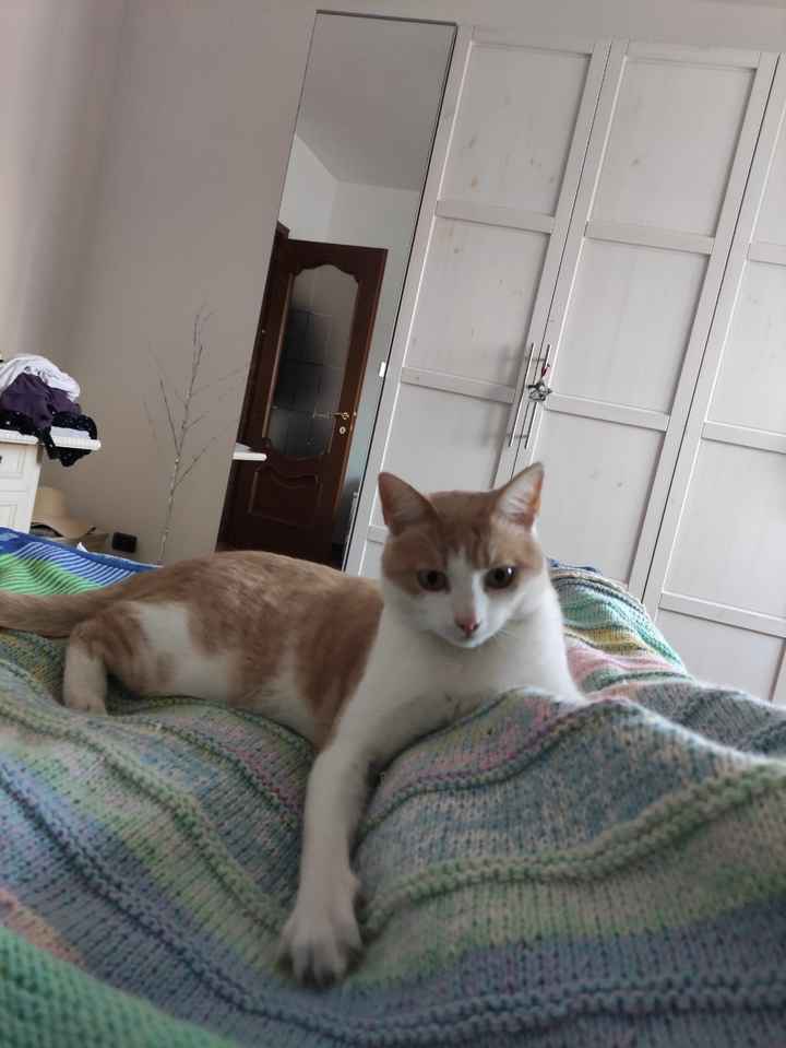 Animali domestici 🐕 🐱 - 1