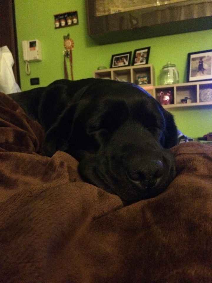 I nostri amici a 4 zampe - 2