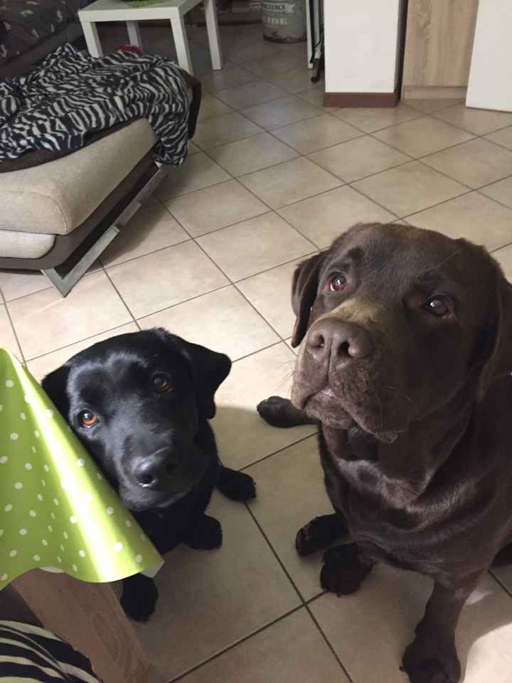 Tableu tema labrador - 1