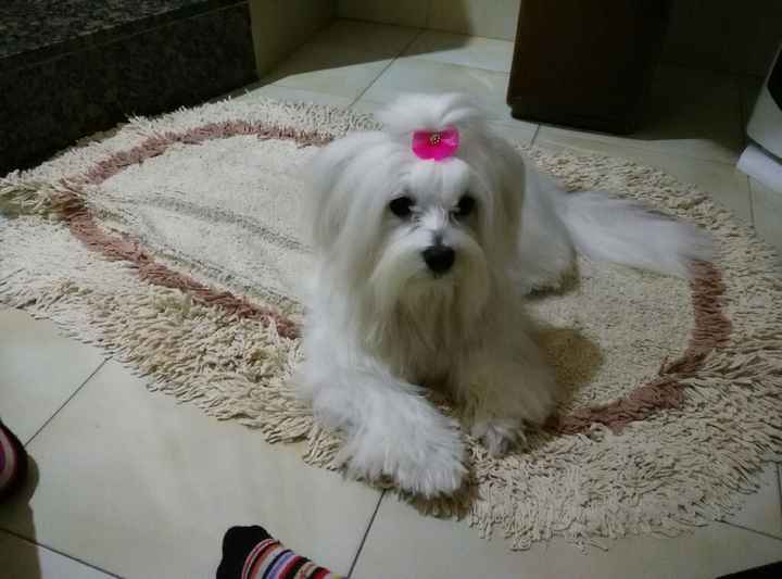 Damigella "particolare" - 1