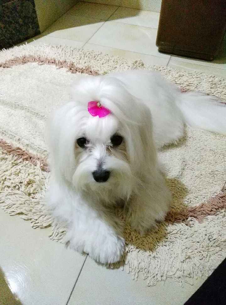 Chi di voi ha il proprio cane al matrimonio? - 1