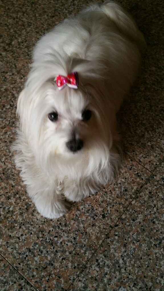 Cani al matrimonio - 1