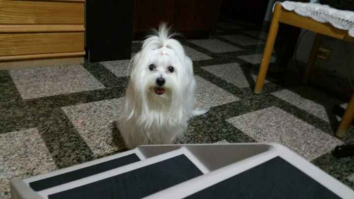  i nostri animali ♥️ - 1