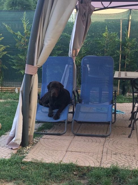 Too cute: i vostri amici animali - 1