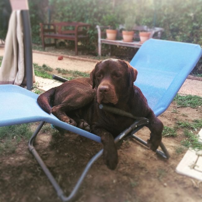 Too cute: i vostri amici animali - 2