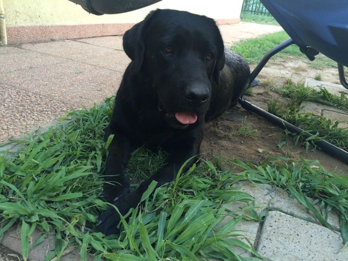 Too cute: i vostri amici animali - 1