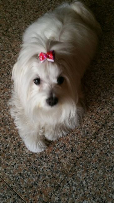Lui è il mio piccolino!🐶lo amo sarà presente durante tutta la giornata del nostro sogno e anche nell