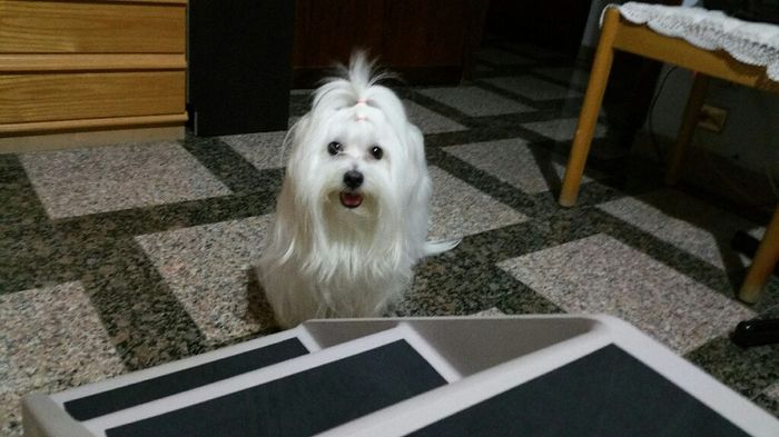  i nostri animali ♥️ - 1