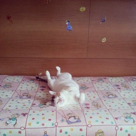 Le foto dei vostri animali - 4