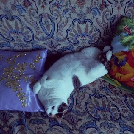 Too cute: i vostri amici animali - 1