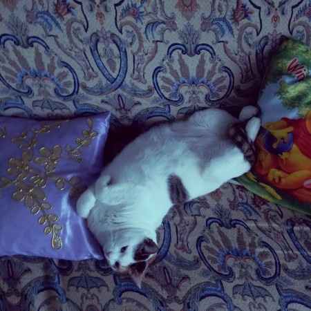 Too cute: i vostri amici animali - 1