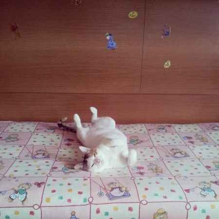 Too cute: i vostri amici animali - 2