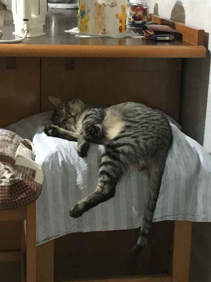  Bomboniera Alcolica - 1