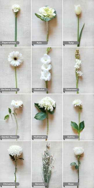 fiori