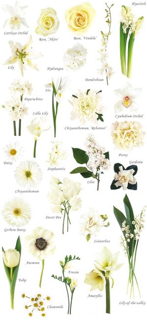 fiori