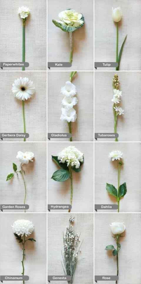 fiori