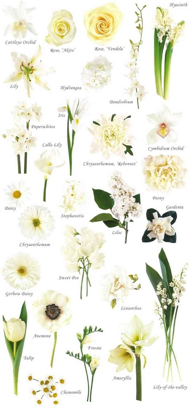 fiori