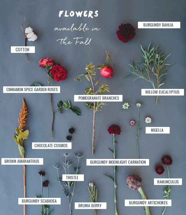 Fiori autunnali