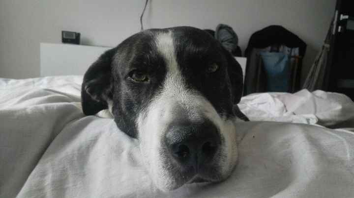 I nostri amici a 4 zampe - 2