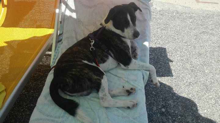 I nostri amici a 4 zampe - 4