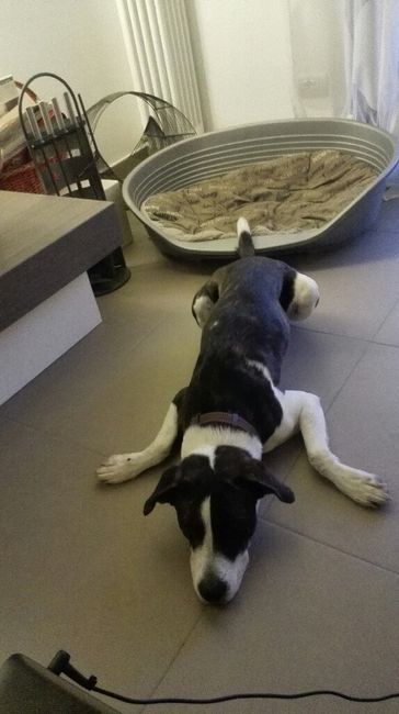 I nostri amici a 4 zampe - 1