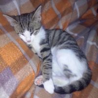 I nostri amici animali.. - 1