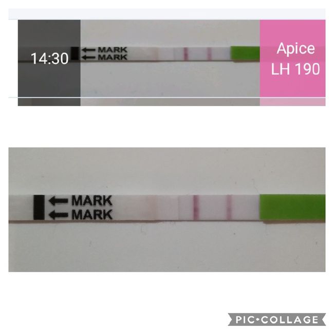 Test ovulazione One Step rigidi - 1