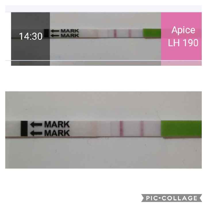 Test ovulazione One Step rigidi - 1