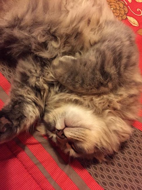 i miei dolcissimo cucciolotti