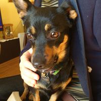 Too cute: i vostri amici animali - 3